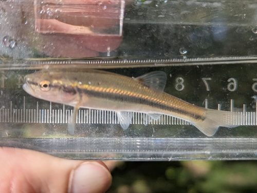 Creek Chub