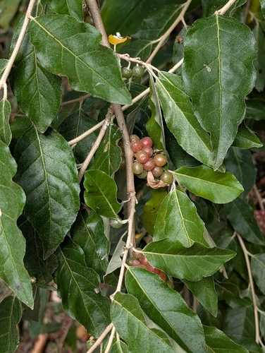 autumn olive