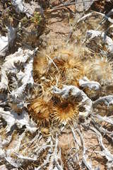 Onopordum acaulon