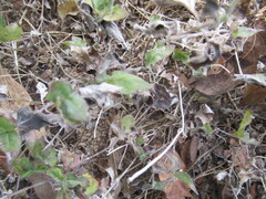 Calyptocarpus vialis, photograph (c) Linda Jo Conn, some rights reserved (CC BY)