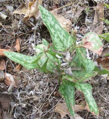 (c) Linda Jo Conn, some rights reserved (CC BY) Smilax bona-nox, photograph (c) Linda Jo Conn, some rights reserved (CC BY)