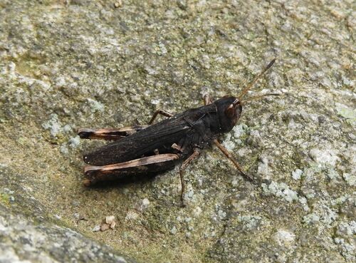 Rufous Grasshopper