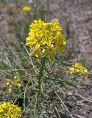 Erysimum capitatum