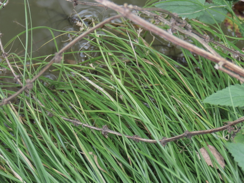 Carex remota