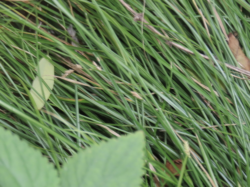 Carex remota, photograph 1