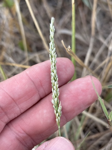 Tridens albescens, photograph 3