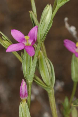 Image of Spike Centaury (Schenkia australis) by (c) Chris Lindorff, some rights reserved (CC BY)
