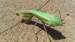 Mantis religiosa