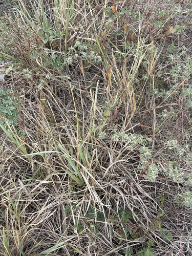 Tridens albescens, photograph 4