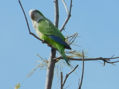 Myiopsitta monachus