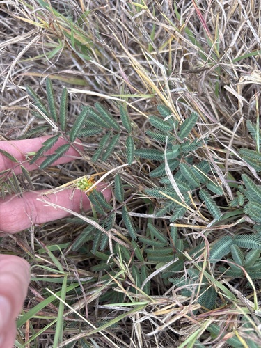Neptunia pubescens