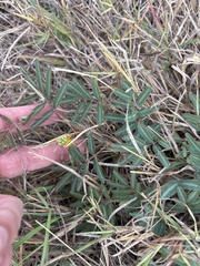Neptunia pubescens