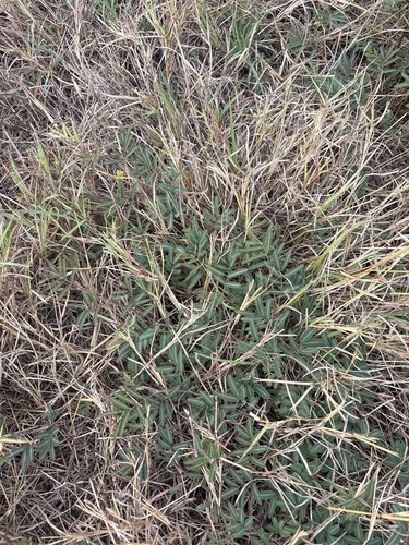 Neptunia pubescens, photograph 2