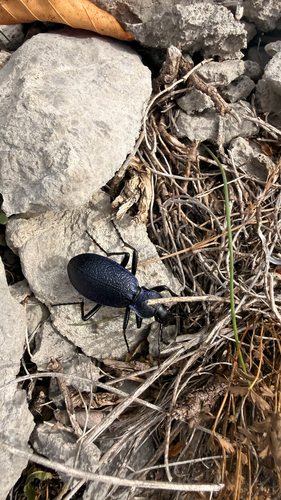 Carabus caelatus