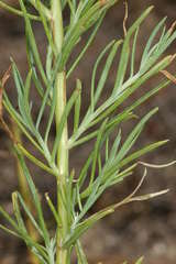 Senecio cunninghamii cunninghamii