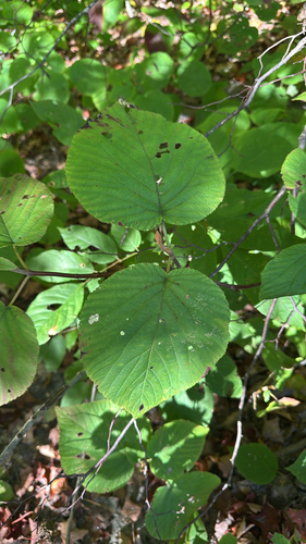 hobblebush
