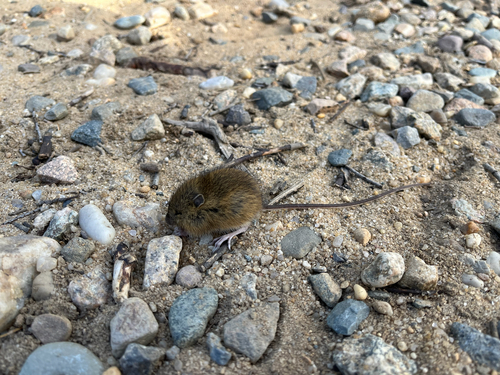 Northern Meadow Jumping Mouse