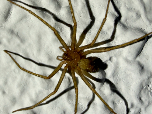 Mediterranean recluse