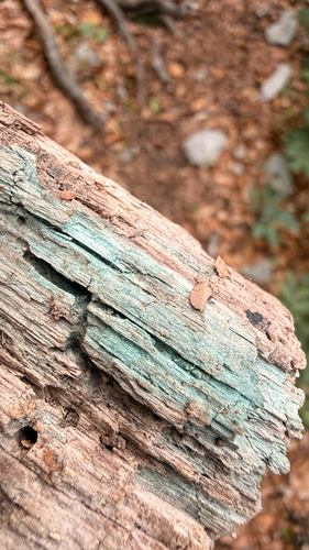 Chlorociboria