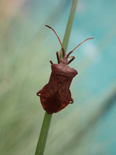 Dock Bug