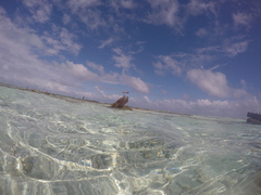 Leucophaeus atricilla