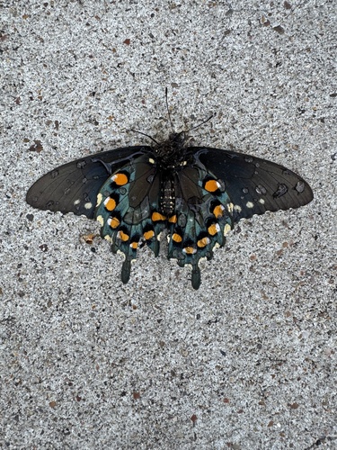 Pipevine Swallowtail