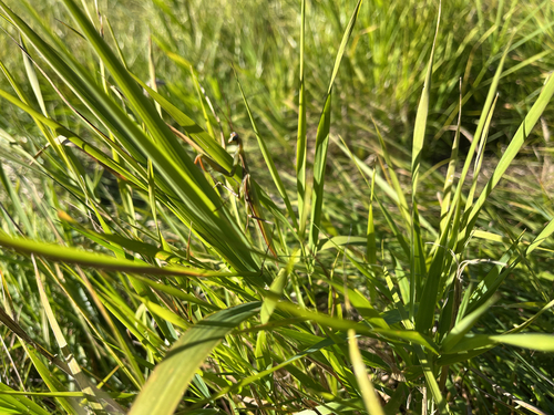 European Mantis
