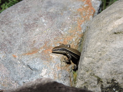 Pholidobolus montium