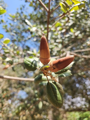coast live oak
