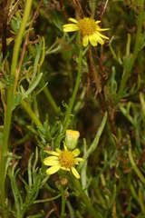 Senecio spanomerus