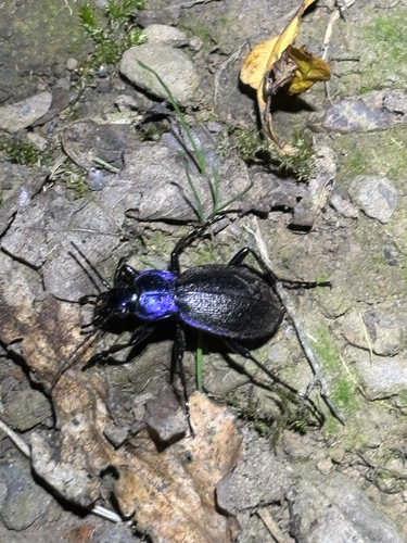Rough Violet Ground Beetle