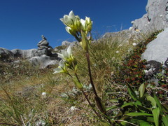 Gentianella angustifolia