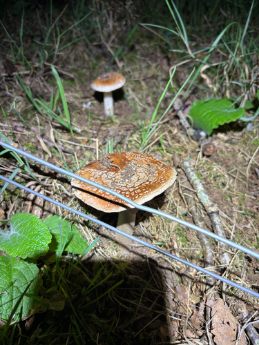 Fly Agaric