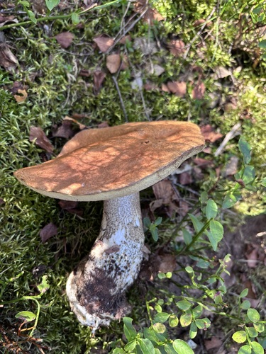 Brown Birch-bolete
