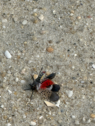Spotted Lanternfly