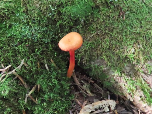 Goblet Waxcap