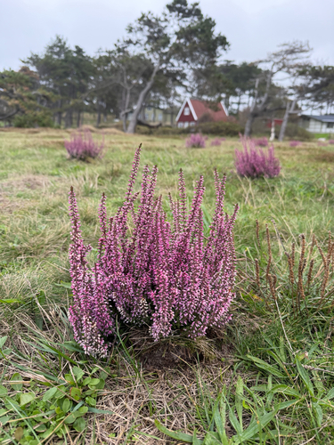 common heather