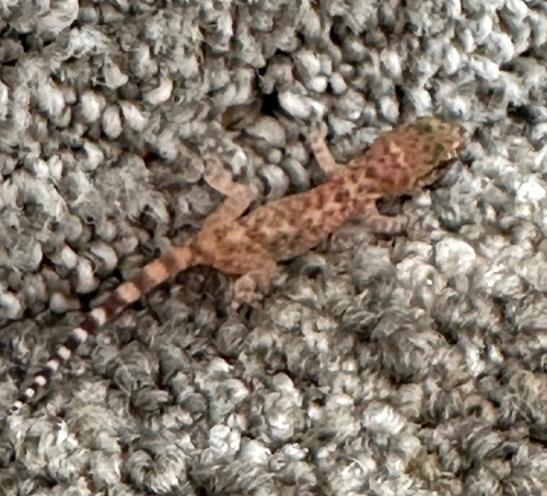 Mediterranean House Gecko
