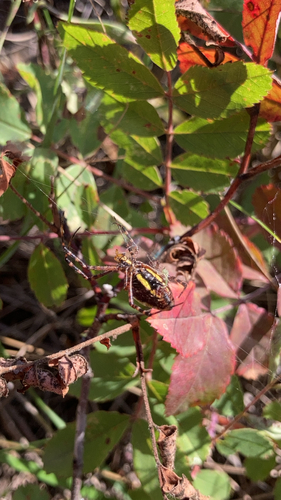 Banded Garden Spider