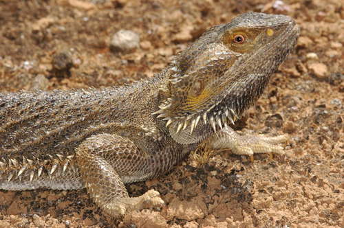 Central Bearded Dragon