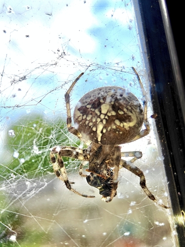 Cross Orbweaver