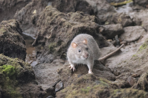 Brown Rat