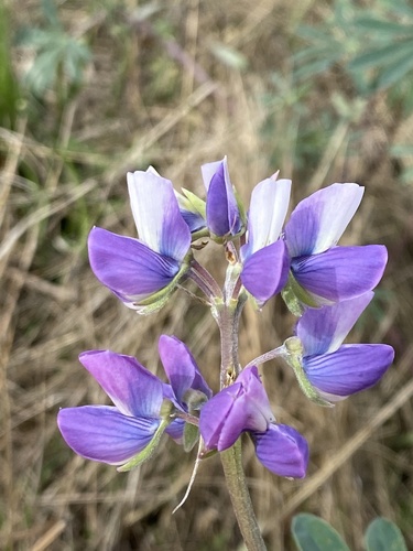 Riverbank Lupine