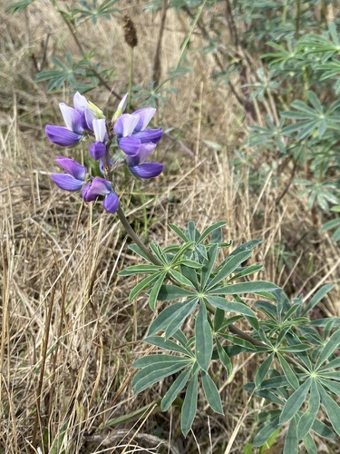 Lupinus rivularis, photograph 2