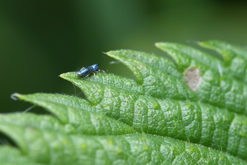Lepidocyrtus paradoxus