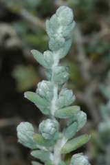 Dissocarpus paradoxus