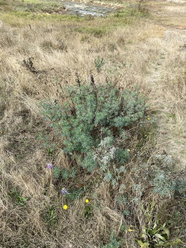 Lupinus rivularis, photograph 3
