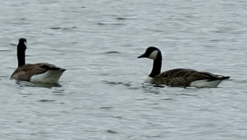 Canada Goose