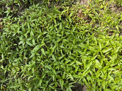 Persicaria hydropiper, photograph 6
