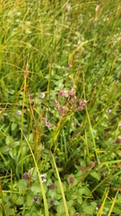 Silene flos-cuculi, photograph (c) Tim Aßmus, some rights reserved (CC BY)
